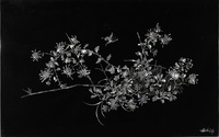 越南螺鈿菊花蝴蝶紋掛屏